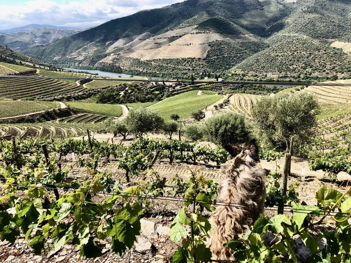 Ervedosa do Douro Quinta Da Gricha酒店 外观 照片