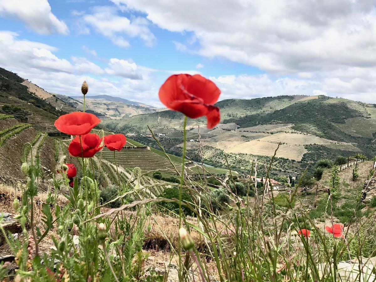 Ervedosa do Douro Quinta Da Gricha酒店 外观 照片